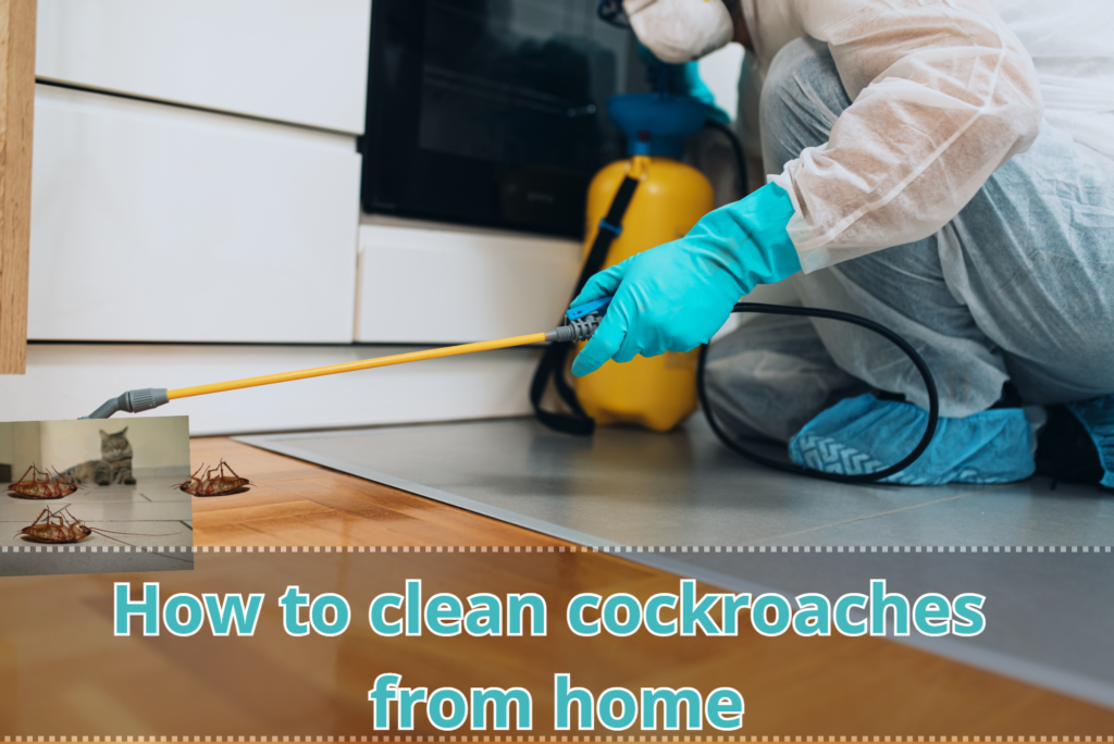 how to clean cockroaches from home