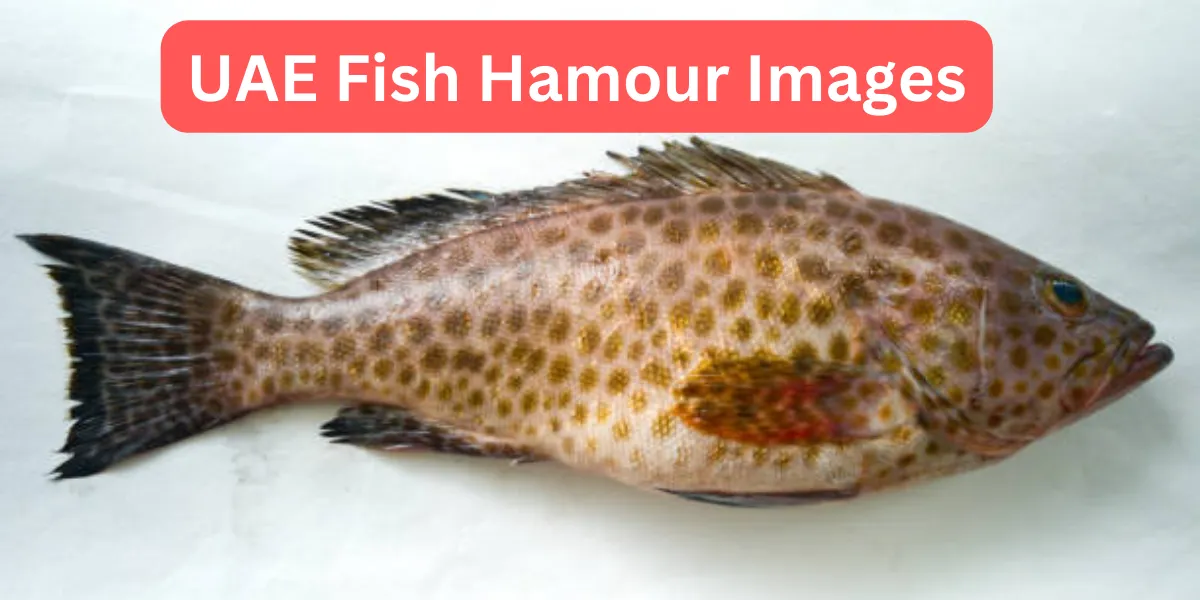 uae fish hamour images (1)