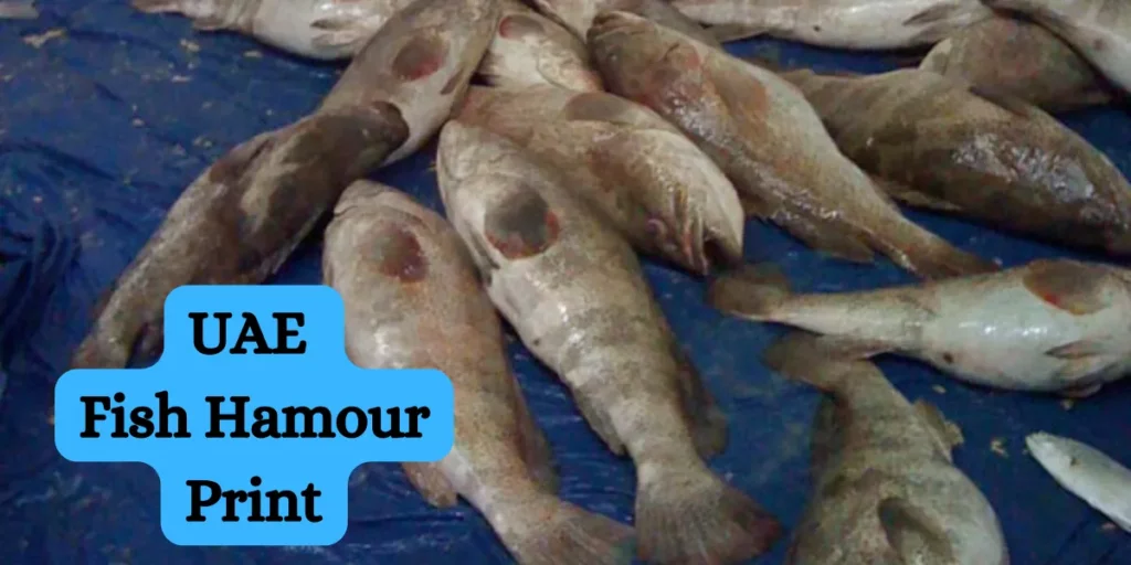 uae fish hamour print (1)