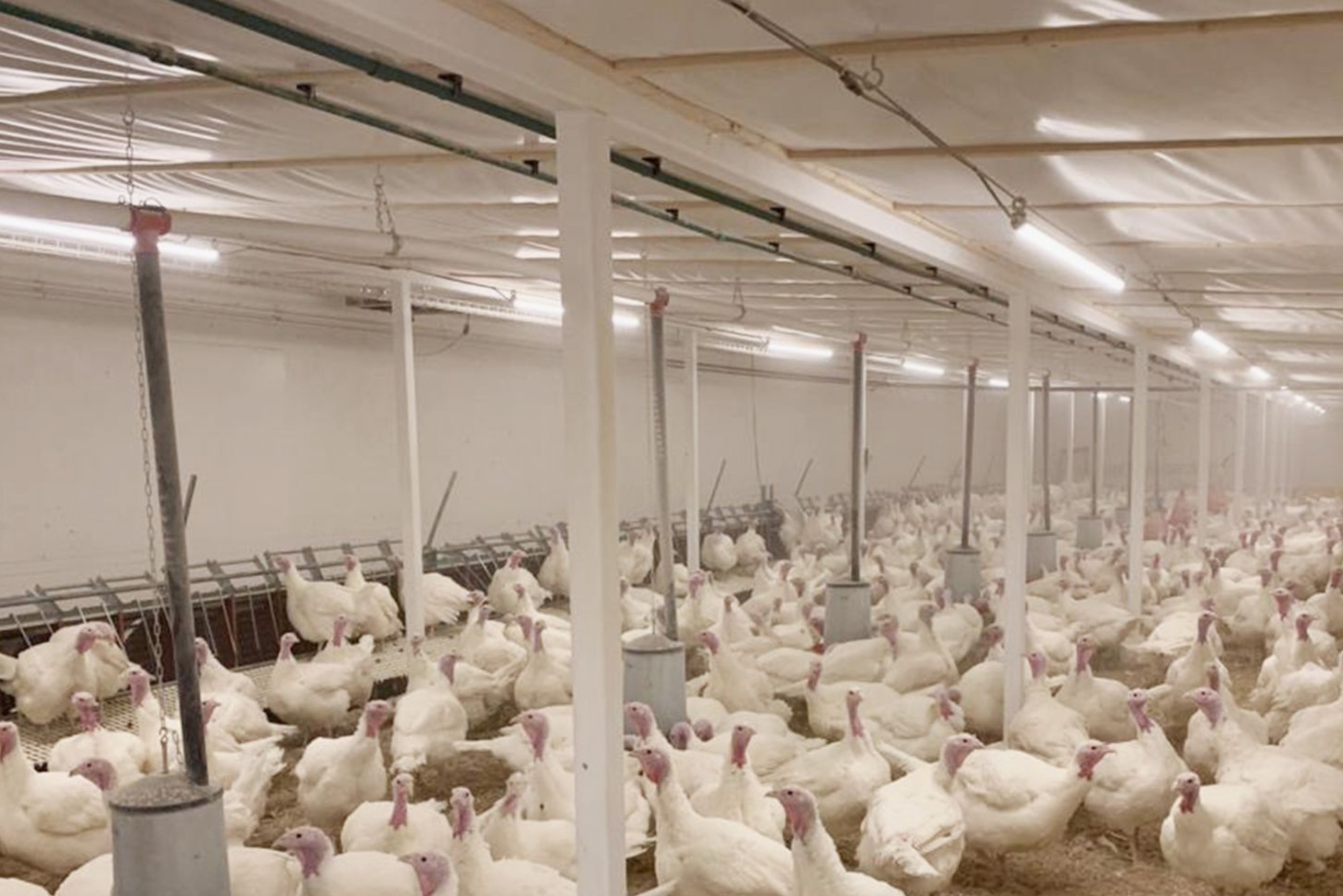 Revolutionizing Poultry Farming with Hontech Wins’ LED Lighting Solutions