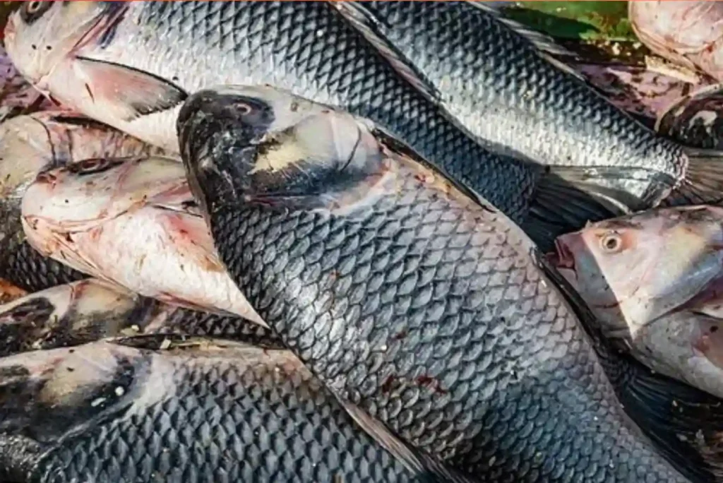 Quick Tips for Buying Rohu Fish Online in Dubai Fresh & Affordable
