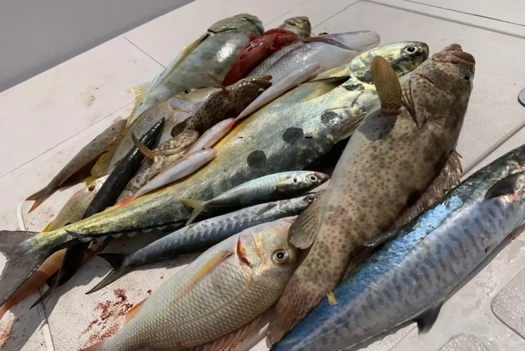 Top Value for Money King Fish in Dubai Buying Guide