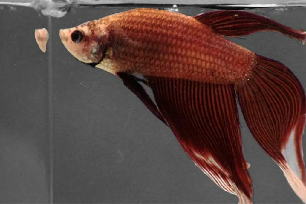 Health-Benefits-of-Betta-Fish-in-Dubai-You-Didnt-Know
