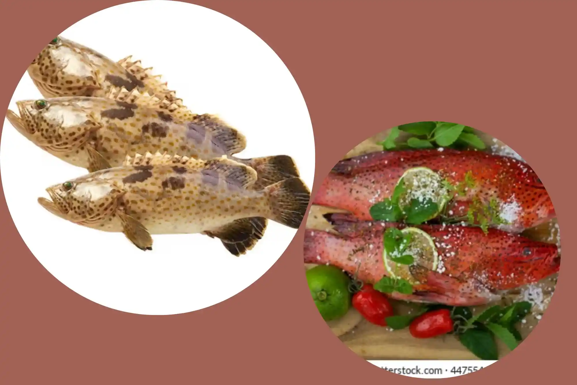 Quick tips for hamour fish benefits UAE Episode