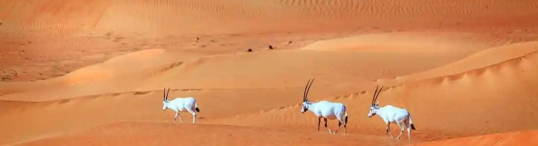 Celebrate the UAE spirit: Top things to do in Dubai this National Day