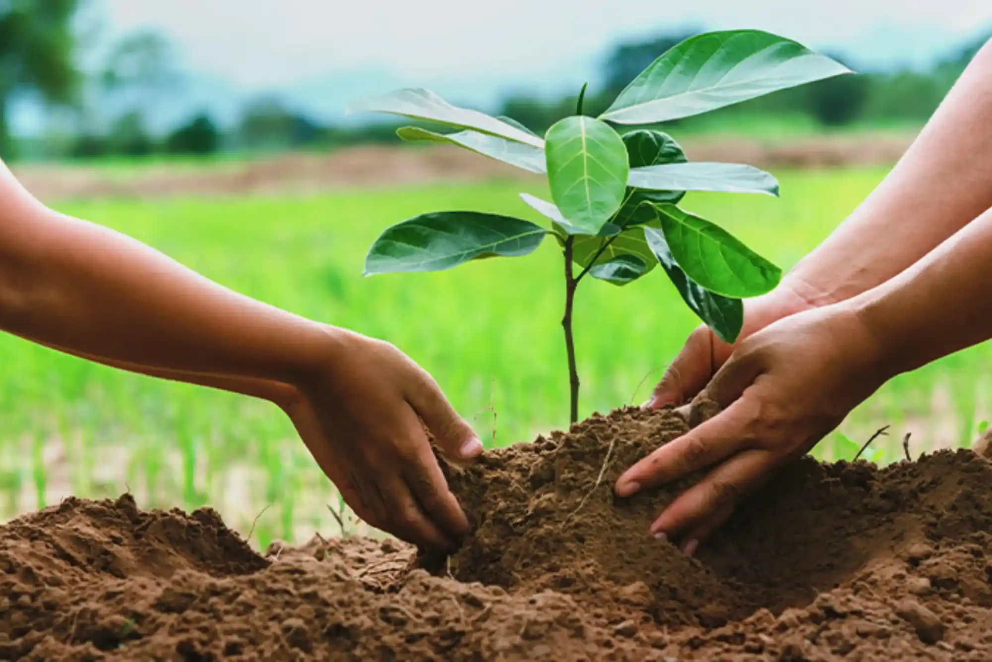 Best Practices for Accurate Carbon Footprint Calculations